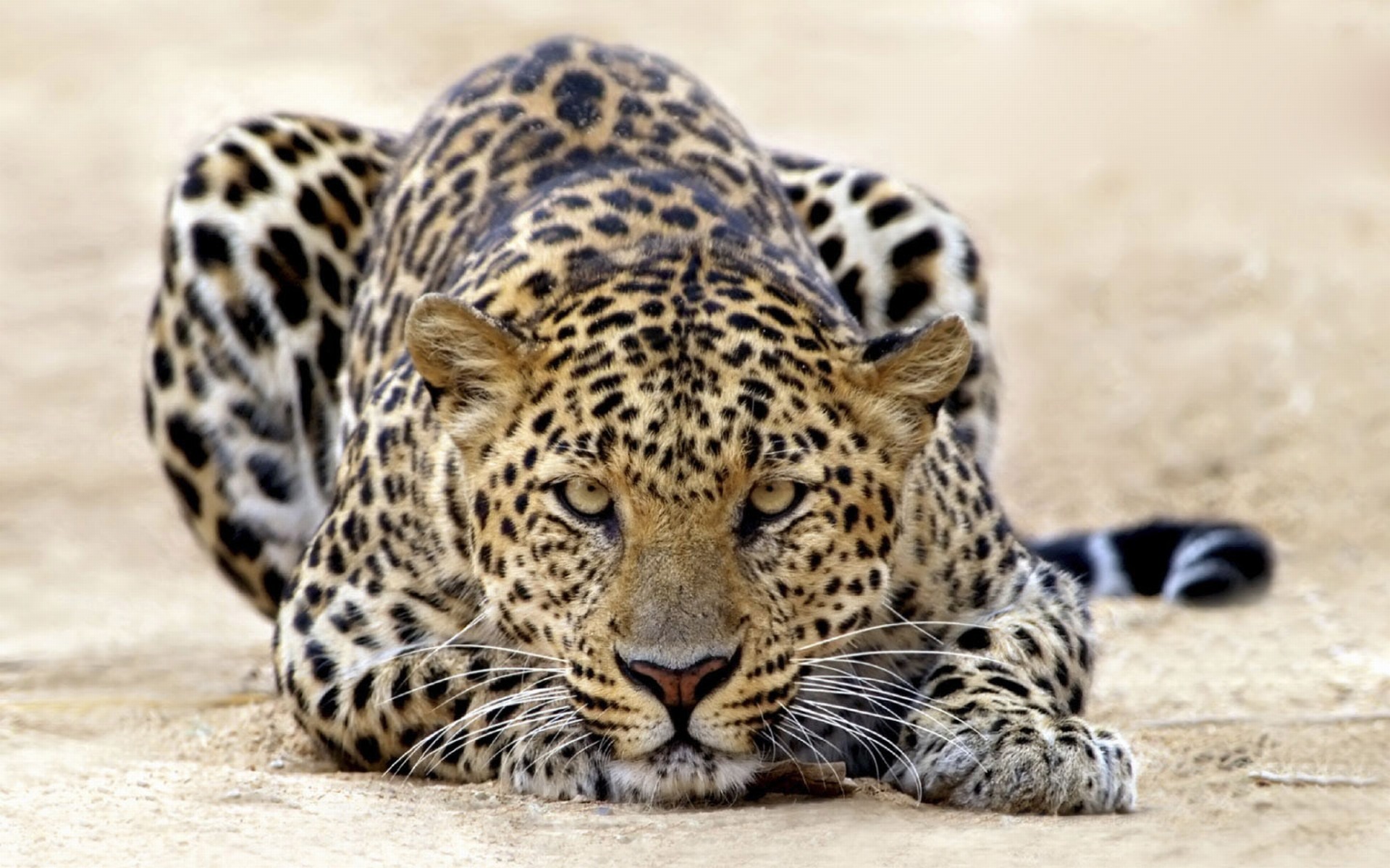 Leopardos-66663