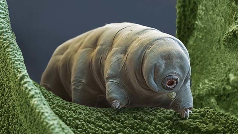 Científicos japoneses resucitan con éxito un oso de agua que estuvo ...