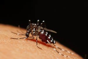 cdc-awards-25m-to-states-cities-to-fight-zika_1467576094